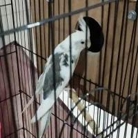 عروس هلندی نر دوکت آلبینو|پرنده|آزادشهر, |دیوار