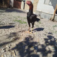 لاری جوان|حیوانات مزرعه|انبارآلوم, |دیوار