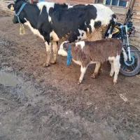 گاو گوساله دار