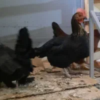 مرغ سیاه بلک