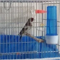 سهره نرمست مست رام ۲/۸۰۰/۰۰۰بدون قفس