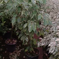 گل و گیاه آپارتمانی|گل و گیاه طبیعی|شیرود, |دیوار