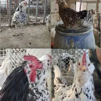 تخم مرغ نطفه دار گلین|حیوانات مزرعه|تهران, آشتیانی|دیوار