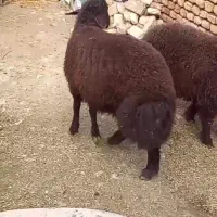 یک جفت بره نر