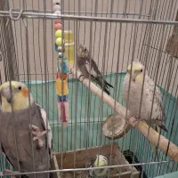 عروس هلندی مولد ۵عدد