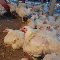 کارگر مرغداری