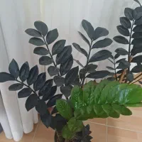 گیاه آپارتمان