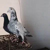 یک دسته کفتر پرشی سار