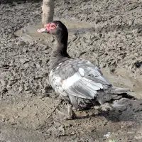 اردک روسی طوسی و مشکی و معمولی