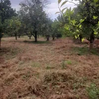 باغ پرتقال ۱۳۰۰ متری زیر قیمت بازار اوشیان دو بر|فروش زمین و ملک کلنگی|چابکسر, |دیوار