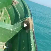 موتور قایق ۴۰پارسیان|قایق و سایر وسایل نقلیه|بوشهر, |دیوار