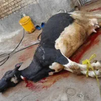 گاو گوساله افتاده سربریده کاردی