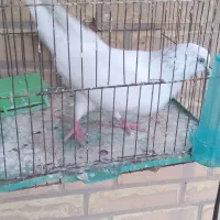 کبوتر|پرنده|رامهرمز, |دیوار