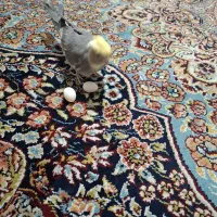 عروس هلندی