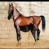 اسب نر فروشی