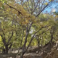 دورهمی . اصفهان گردی