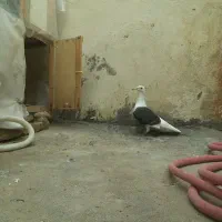 دوکت|پرنده|شوشتر, |دیوار