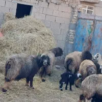 میش وبره ترکی بختیاری روزگاری|حیوانات مزرعه|کربال, |دیوار