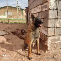 سگ ما لینوز . نر