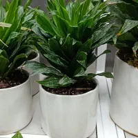 گیاه کامپکت تخفیف روز مادر