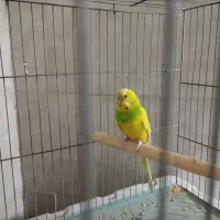 مرغ عشق خوش رنگ|پرنده|مشکیندشت, |دیوار