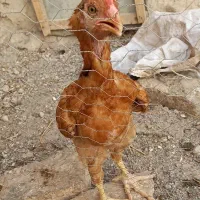 جوجه دورگه