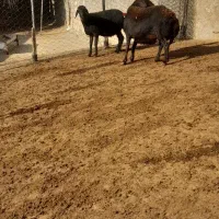 میش داشتی|حیوانات مزرعه|چگنی, |دیوار