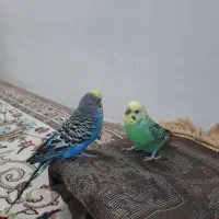 دوتا  مرغ عشق  نر|پرنده|مشهد, گلشور|دیوار