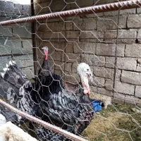 بوقلمون نر وماده|حیوانات مزرعه|آبپخش, |دیوار