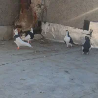 کبوترکفتر|پرنده|مشهد, آزادشهر|دیوار