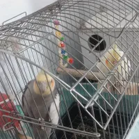 جفت  طوطی عروس