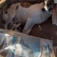 حیوانات|سگ|قزوین, |دیوار