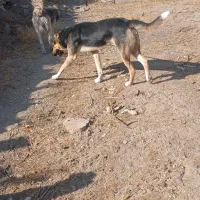 سگ گله ای  دو عدد|سگ|کهک, |دیوار