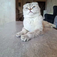 گربه اسکاتیش