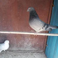 یک جفت کفتر|پرنده|ری, تقی آباد|دیوار
