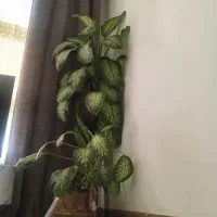 دیفن آپارتمانی سالم وخوشگل|گل و گیاه طبیعی|زاغه, |دیوار