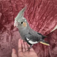 جوجه عروس هلندی