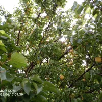 باغ ۲۰۰۰ متری کرمانشاه(منطقه کوزران)