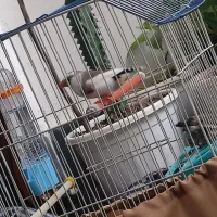 پرنده فنچ