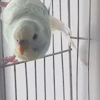 مرغ عشق|پرنده|مشهد, شهید احمدی روشن|دیوار