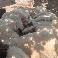 ۲۴ عدد بره صادراتی بفروش میرسید|حیوانات مزرعه|پلدختر, |دیوار