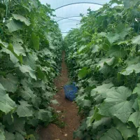 بذرمولتی ۱۱۰ اصلی