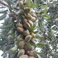 پیش فروش انواع نهالهای پربار و زودبارده