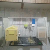 فنچ بنگالی باقفسو لوازم