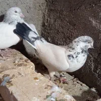 جفت نرو ماده