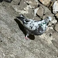 پرشی کار درست|پرنده|پیر بکران, |دیوار