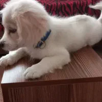 شیتزو|سگ|بیرجند, |دیوار