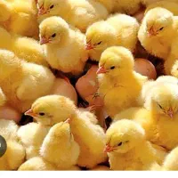 نیازمند سرمایه گذار منصف و شایسته|خدمات مالی، حسابداری، بیمه|اردبیل, |دیوار