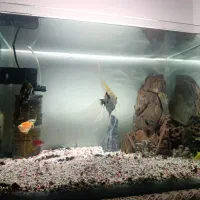 آکواریوم  شیشه خم