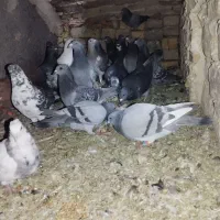 آلمانی فروش فوری